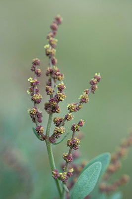 BUITEN BEELD Foto: 397562