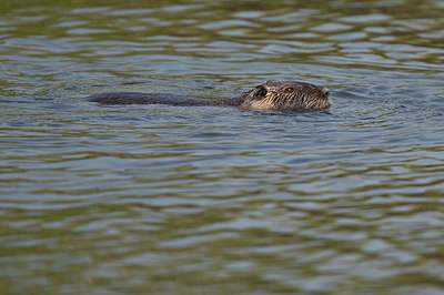 BUITEN BEELD Foto: 397601