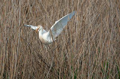 BUITEN BEELD Foto: 397610