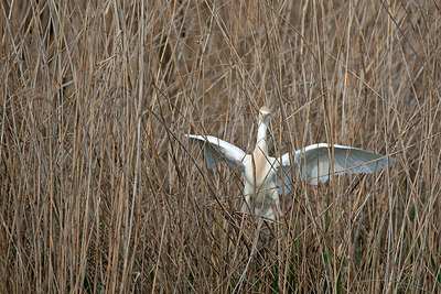 BUITEN BEELD Foto: 397612