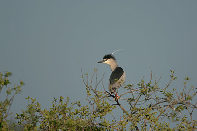 BUITEN BEELD Foto: 397615