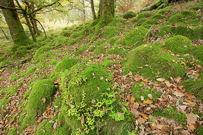 BUITEN BEELD Foto: 397635