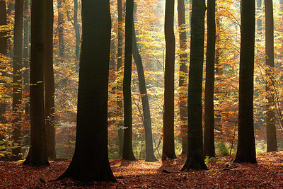 BUITEN BEELD Foto: 397653