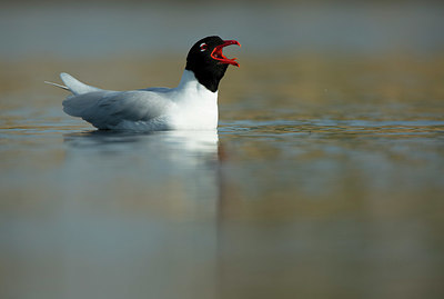 BUITEN BEELD Foto: 397682
