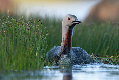 BUITEN BEELD Foto: 397690