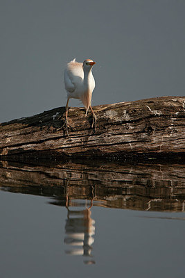 BUITEN BEELD Foto: 397696