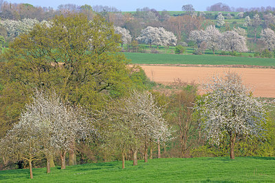 BUITEN BEELD Foto: 397784