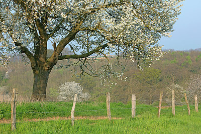 BUITEN BEELD Foto: 397808