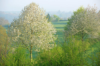 BUITEN BEELD Foto: 397811