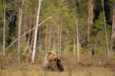 BUITEN BEELD Foto: 397864