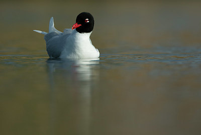 BUITEN BEELD Foto: 397905