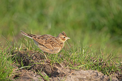 BUITEN BEELD Foto: 397916
