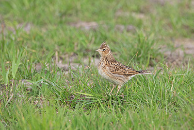 BUITEN BEELD Foto: 397922