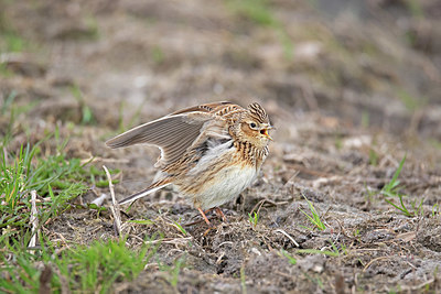 BUITEN BEELD Foto: 397964