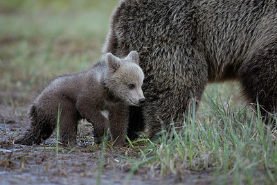 BUITEN BEELD Foto: 397988