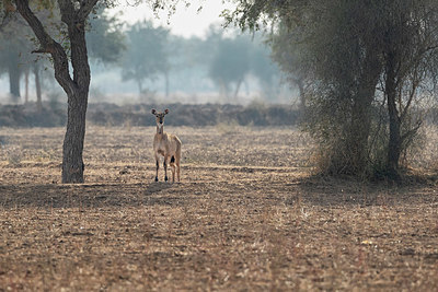 BUITEN BEELD Foto: 398436