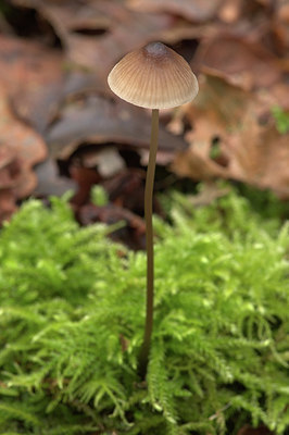 BUITEN BEELD Foto: 398445