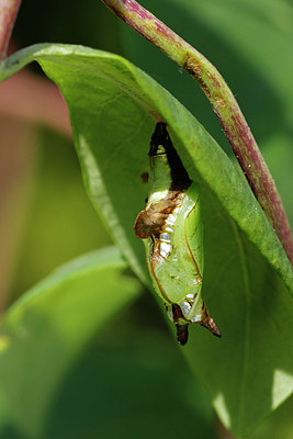 BUITEN BEELD Foto: 398686