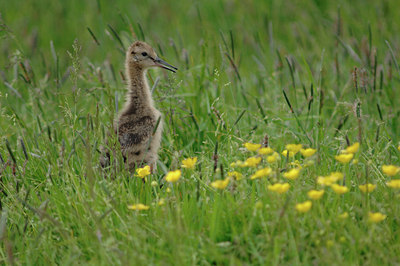 BUITEN BEELD Foto: 3063