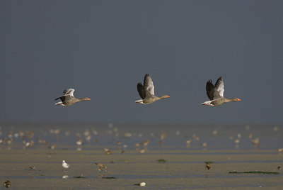 BUITEN BEELD Foto: 3149