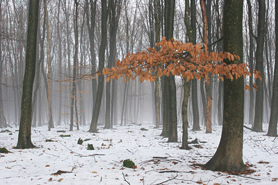 BUITEN BEELD Foto: 3152