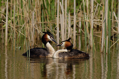 BUITEN BEELD Foto: 3188