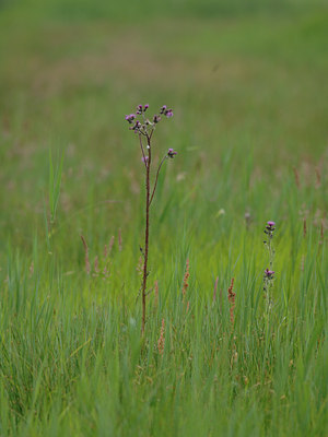 BUITEN BEELD Foto: 3261