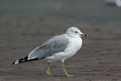 BUITEN BEELD Foto: 3498