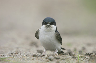 BUITEN BEELD Foto: 3533