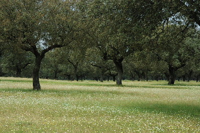 BUITEN BEELD Foto: 3560