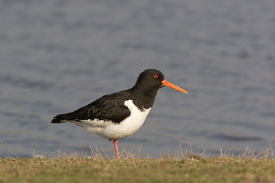 BUITEN BEELD Foto: 3562