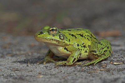 BUITEN BEELD Foto: 3614