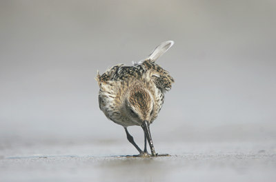 BUITEN BEELD Foto: 3629