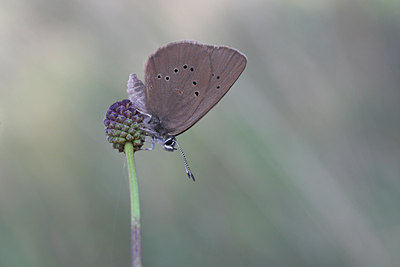 BUITEN BEELD Foto: 3649