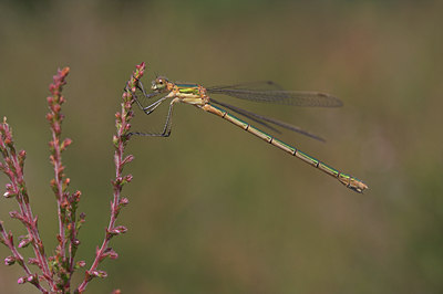 BUITEN BEELD Foto: 3651