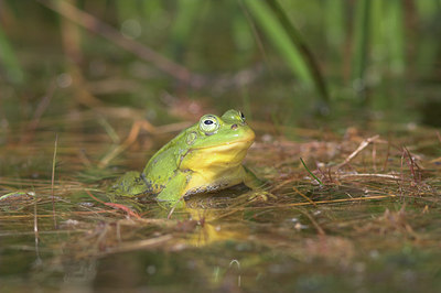 BUITEN BEELD Foto: 3660