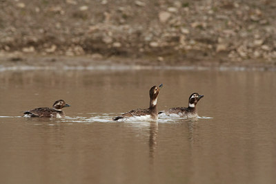 BUITEN BEELD Foto: 3877