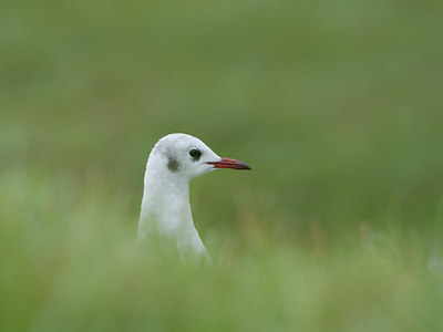 BUITEN BEELD Foto: 3907