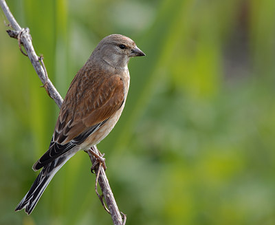 BUITEN BEELD Foto: 3908