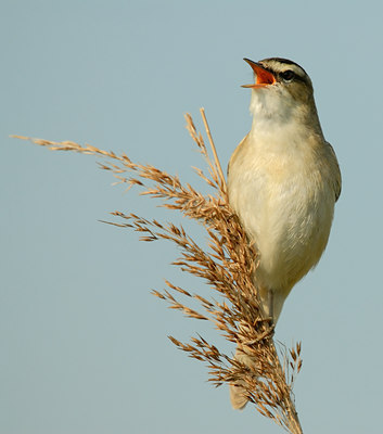 BUITEN BEELD Foto: 3909