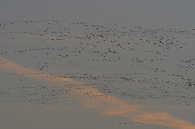 BUITEN BEELD Foto: 3945
