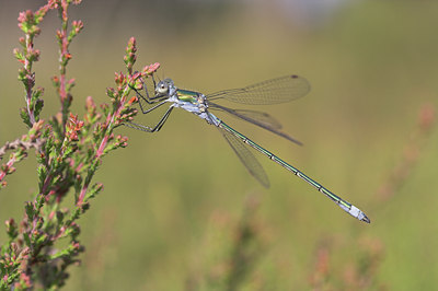 BUITEN BEELD Foto: 3948