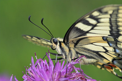 BUITEN BEELD Foto: 3953