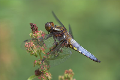 BUITEN BEELD Foto: 3963