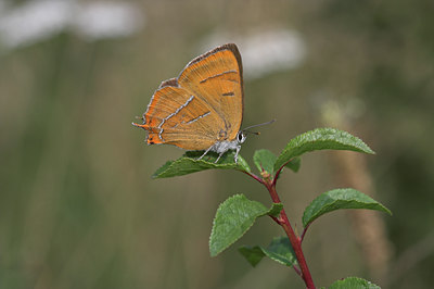 BUITEN BEELD Foto: 3971