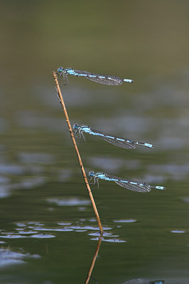 BUITEN BEELD Foto: 3977