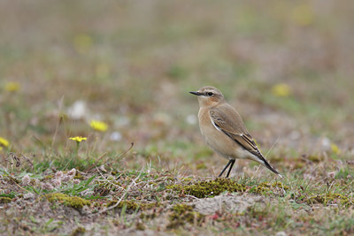 BUITEN BEELD Foto: 39000