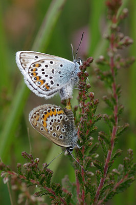 BUITEN BEELD Foto: 39029