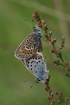 BUITEN BEELD Foto: 39031