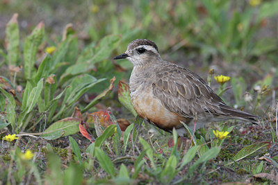 BUITEN BEELD Foto: 39033